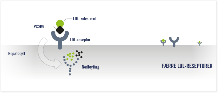 PCSK-9 binder seg til LDL-reseptorer